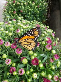 Close-up of butterfly pollinating on flower