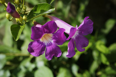 Close-up of purple flowering plant leaves