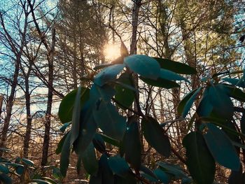 Low angle view of trees in forest against sky