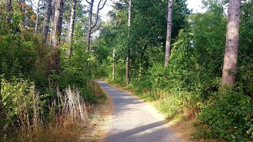 View of trees in the forest