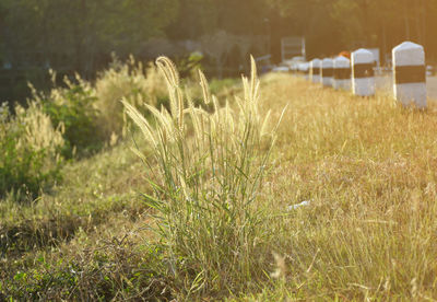 Close-up of grass on field