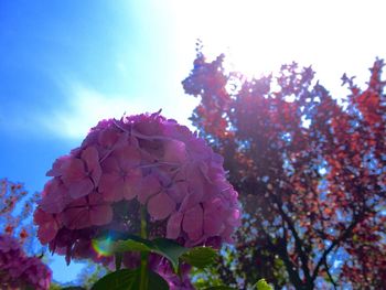 Low angle view of pink flowers