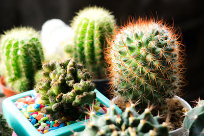 Close-up of cactus plant