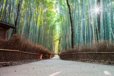 View of bamboo through trees in forest