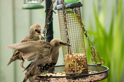 Close-up of bird