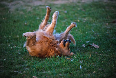 High angle view of dog sitting on grassy field