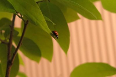 Close-up of fly on leaf
