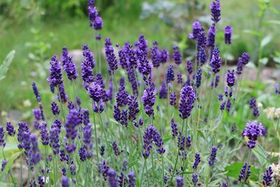 Close-up of purple flowering plants on field