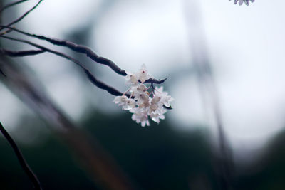 Close-up of cherry blossom on tree