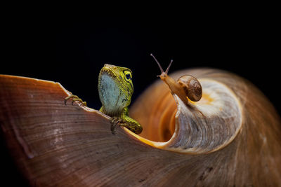 Close-up of lizard and snail on shell against black background