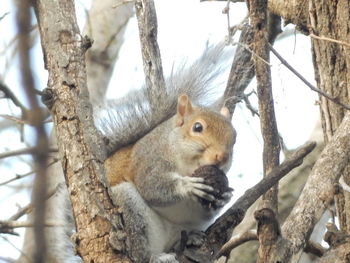 Low angle view of squirrel on tree trunk