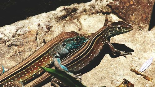 High angle view of lizards during sunny day