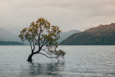 Tree by lake against sky