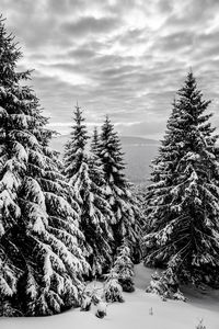 Pine trees on snow covered land against sky