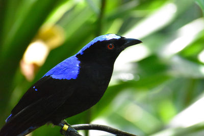 Close-up of bird perching on branch