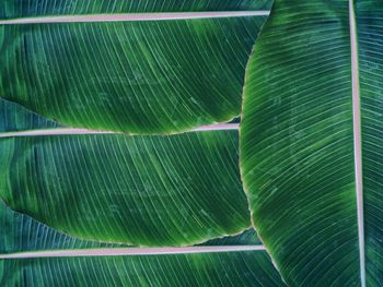 Banana leaf of life