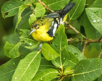 Close-up of bird perching on leaf