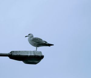 Seagull perching on street light against clear sky