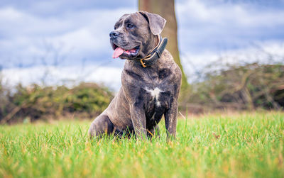 Dog looking away on grass against sky