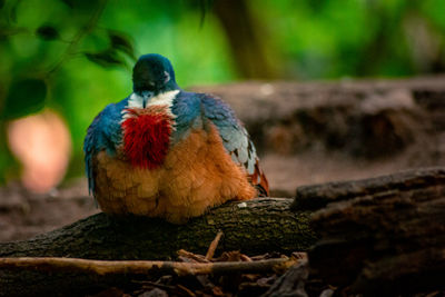 Close-up of bird perching on tree