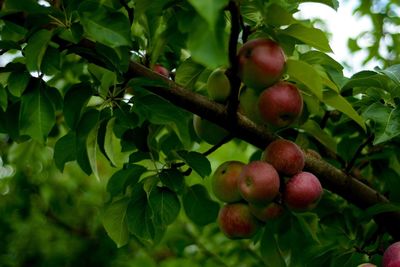 Close-up of apples on tree