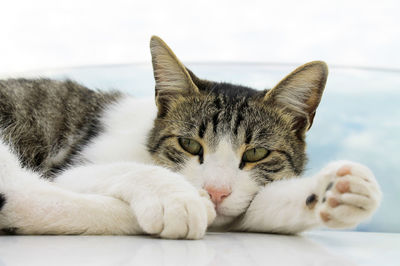 Close-up of cat lying down