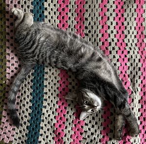 High angle view of cat resting