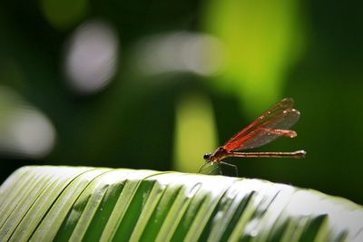 Close-up of insect on leaf