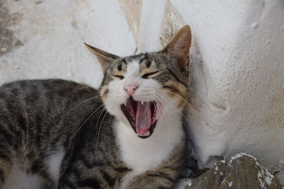 Close-up of cat yawning outdoors