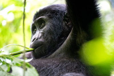 Close-up of a monkey