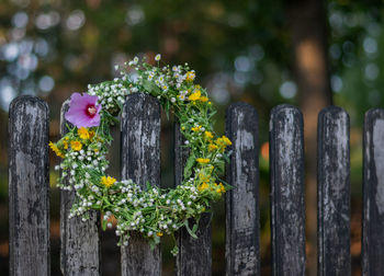 Close-up of flowers blooming outdoors