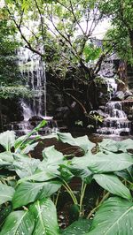 Plants growing in water