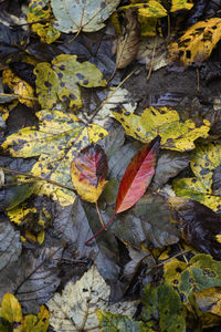 High angle view of maple leaves on tree