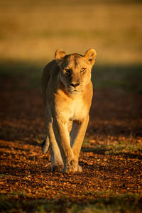 Lioness walking down sandy track with cub