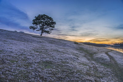 Scenic view of tree on field against sky during sunset