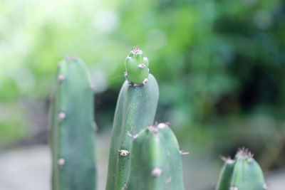 Close-up of succulent plant