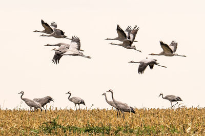 Flock of seagulls flying in the sky