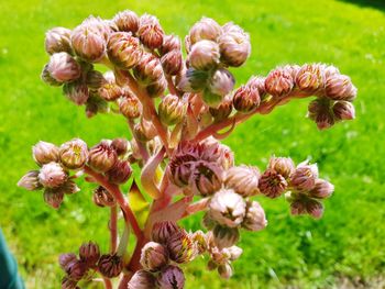 Close-up of wilted flowers on field