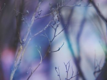 Close-up of plant growing in winter