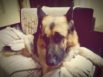 Dog resting on sofa