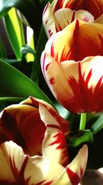 Close-up of flowers blooming outdoors