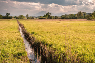 Scenic view of agricultural field against sky