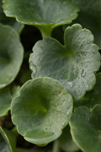Close-up of water drops on leaves