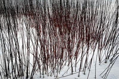 Close-up of frozen tree during winter