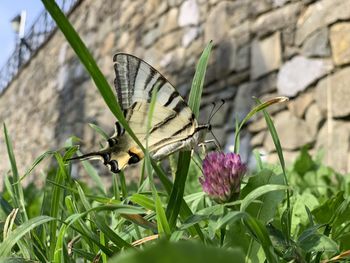 Close-up of butterfly on flower