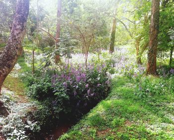 Flowering plants and trees in forest