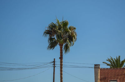 Low angle view of palm tree against clear blue sky