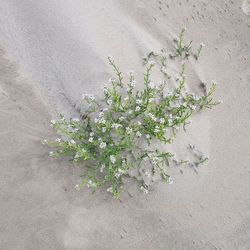 Close-up of flowering plant against wall