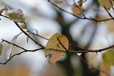 Close-up of autumnal leaves against blurred background