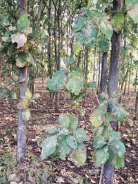 Plants and trees on field in forest